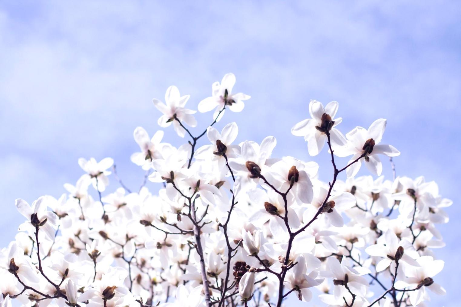 Digital documentation system interface showing organized flower business processes